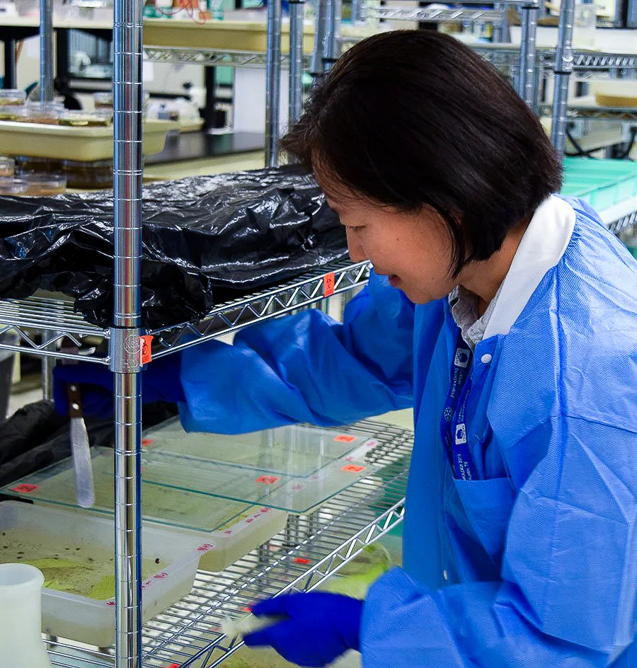 A researcher in a blue gown checking specimen trays on a laboratory rack.