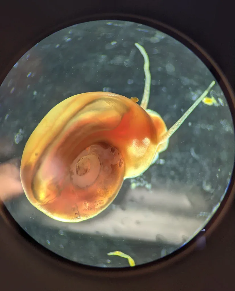 A Biomphalaria snail photographed through a microscope in a shallow dish.