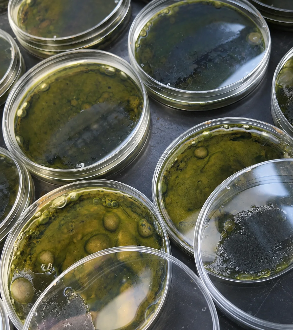 Petri dishes of cultured research samples