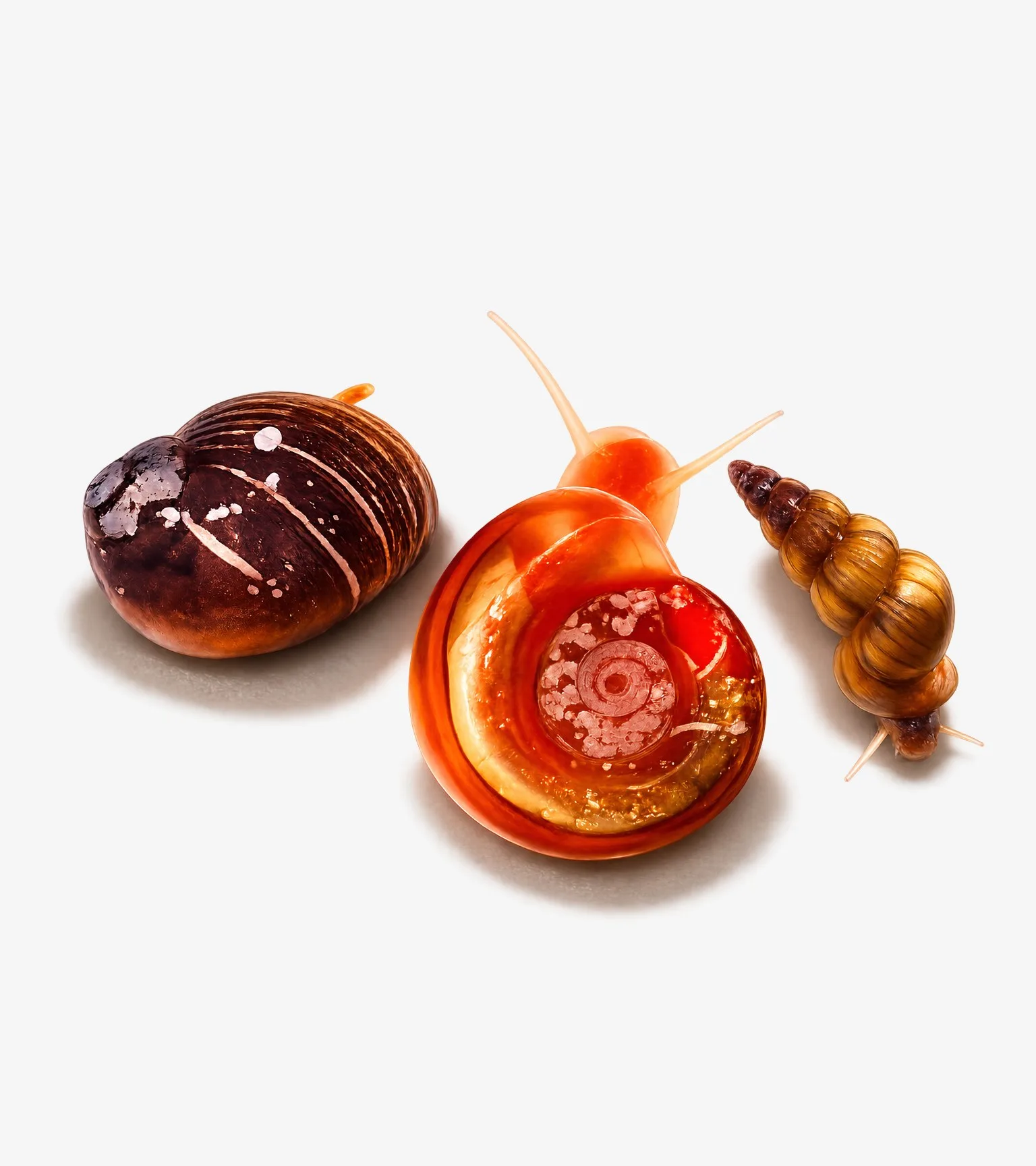 Three freshwater snails of the kinds the SRC raises for schistosomiasis research